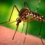 О важности брелка от комаров